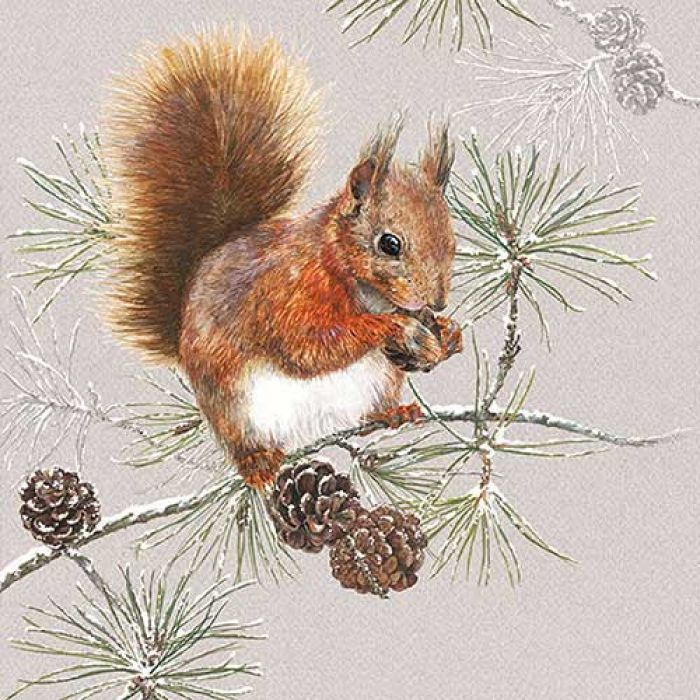 Squirrel In Winter